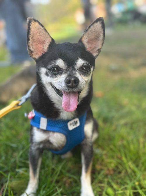 picture of the dog needing adoption