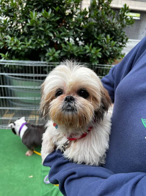 picture of the dog needing adoption