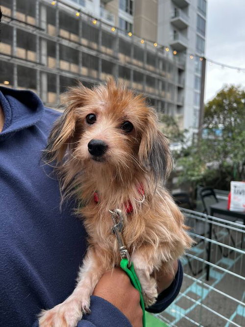 picture of the dog needing adoption
