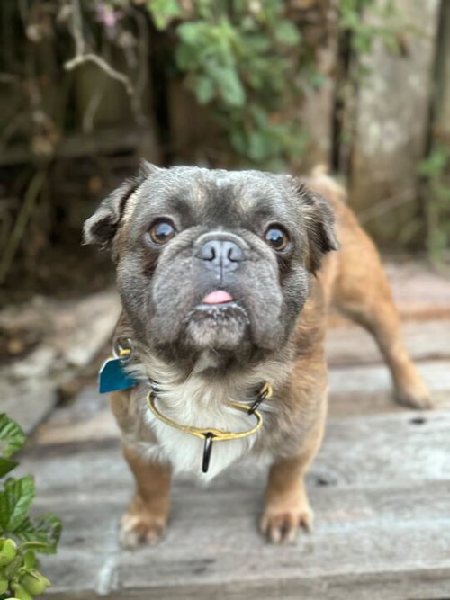 picture of the dog needing adoption