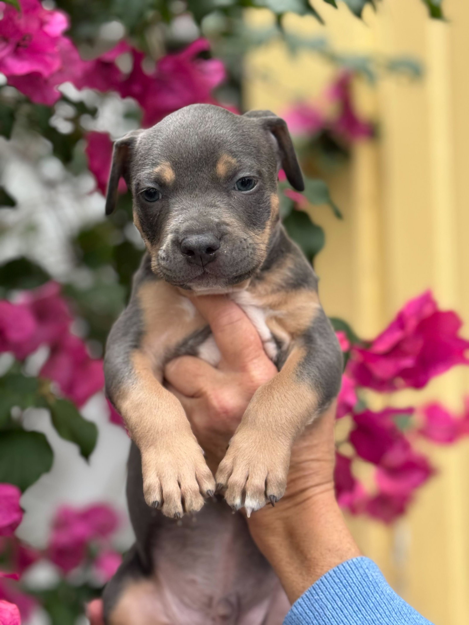 Michael Phelps