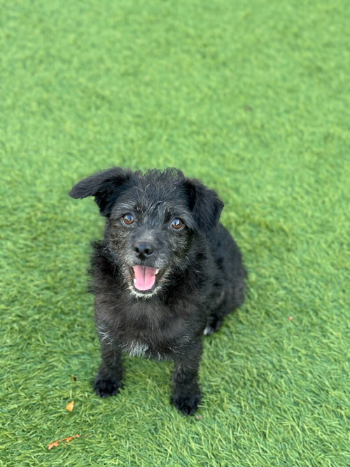 Slayer, an adoptable Terrier in San Francisco, CA