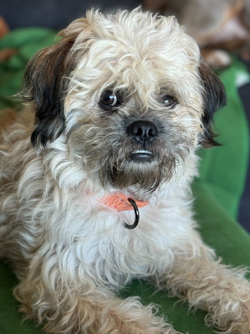 Frankie, an adoptable Terrier in San Francisco, CA