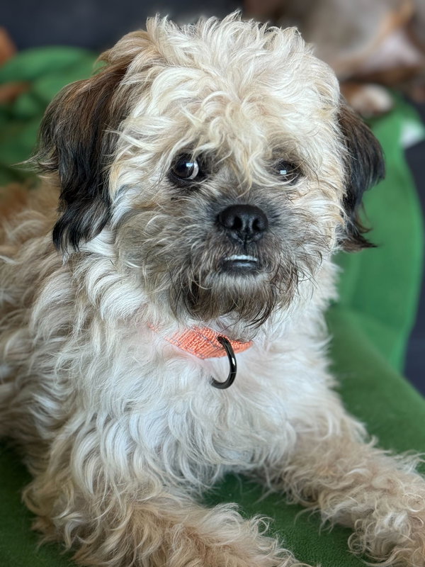 Frankie