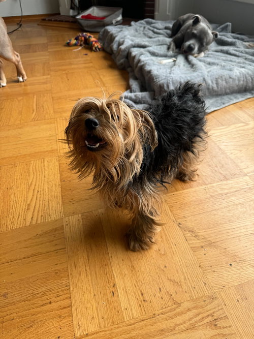 Chisca, an adoptable Yorkshire Terrier Yorkie in San Francisco, CA