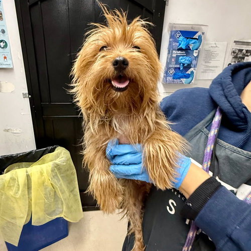 Teddy, an adoptable Yorkshire Terrier Yorkie in San Francisco, CA