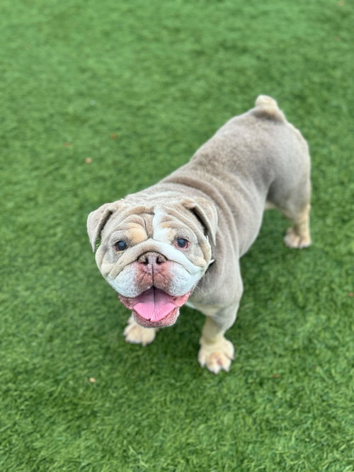 picture of the dog needing adoption