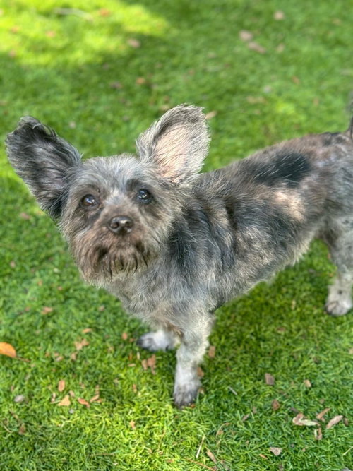 picture of the dog needing adoption