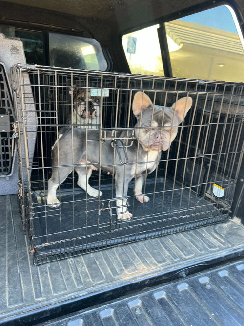 Jolie, an adoptable French Bulldog in San Francisco, CA