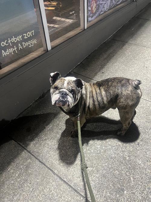 Boomer, an adoptable English Bulldog in San Francisco, CA