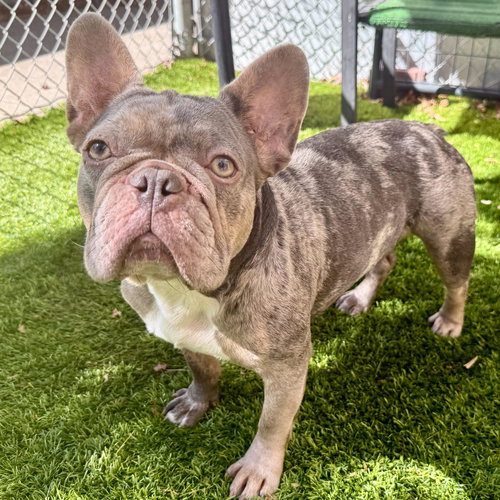 Spumoni, an adoptable French Bulldog in San Francisco, CA