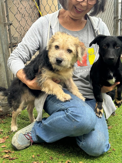 Barley, an adoptable Terrier in San Francisco, CA