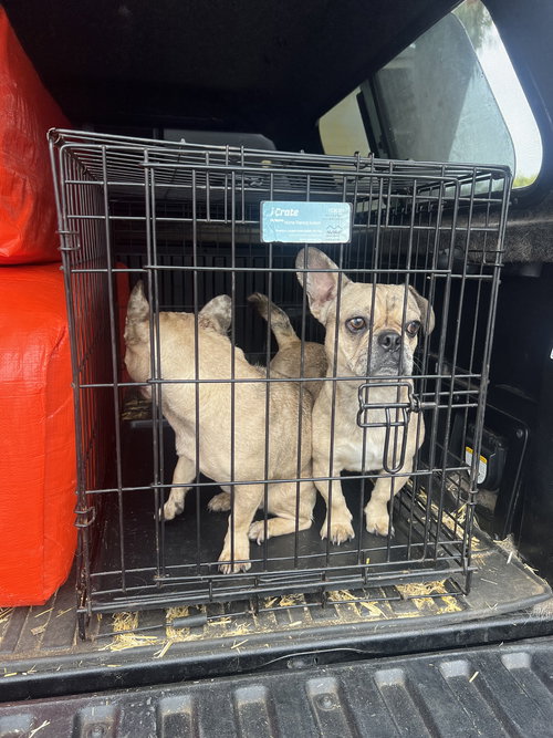 Dwood, an adoptable Pug in San Francisco, CA