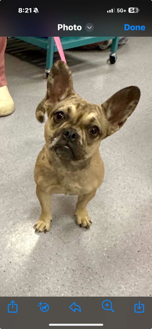 picture of the dog needing adoption