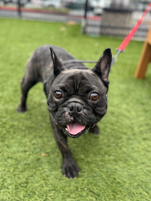 Magoo, an adoptable French Bulldog in San Francisco, CA