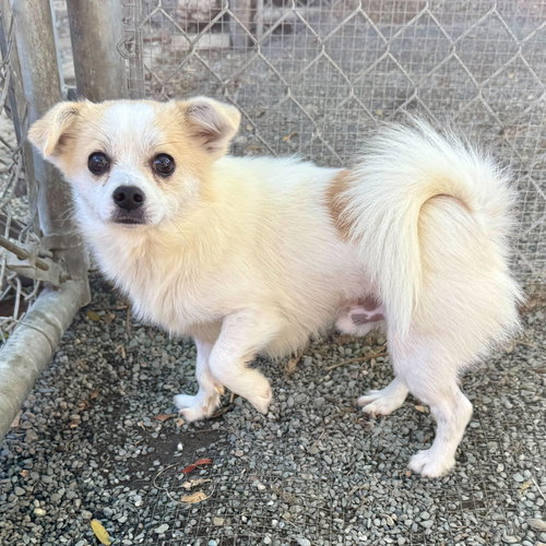 picture of the dog needing adoption