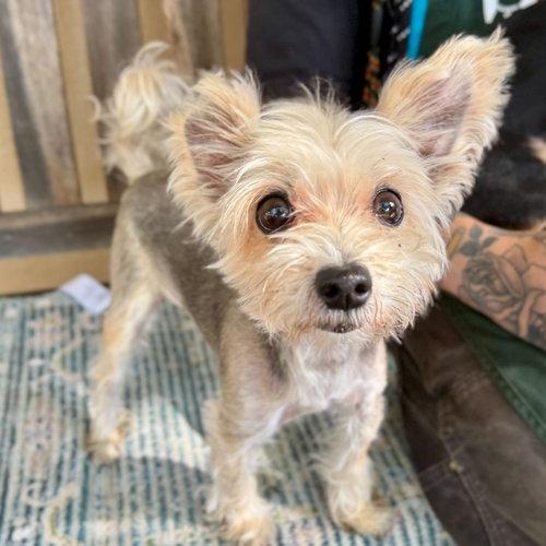 Lucy, an adoptable Yorkshire Terrier Yorkie in San Francisco, CA