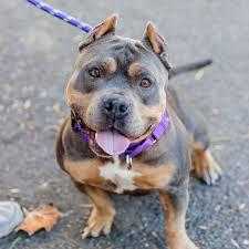 Peekaboo, an adoptable Pit Bull Terrier in San Francisco, CA