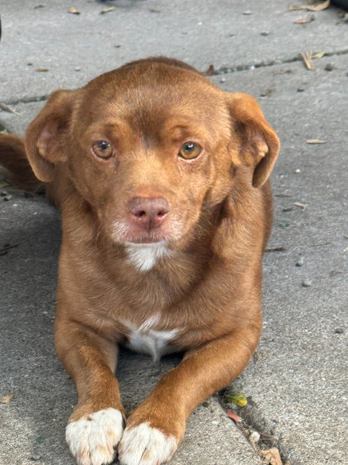 Pace, an adoptable Chihuahua in San Francisco, CA