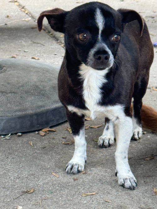Hockey, an adoptable Chihuahua in San Francisco, CA