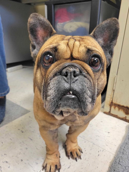 picture of the dog needing adoption