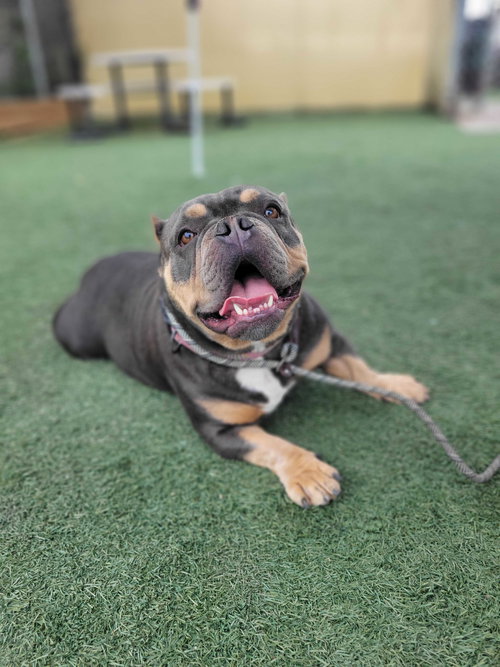 Canela, an adoptable English Bulldog in San Francisco, CA