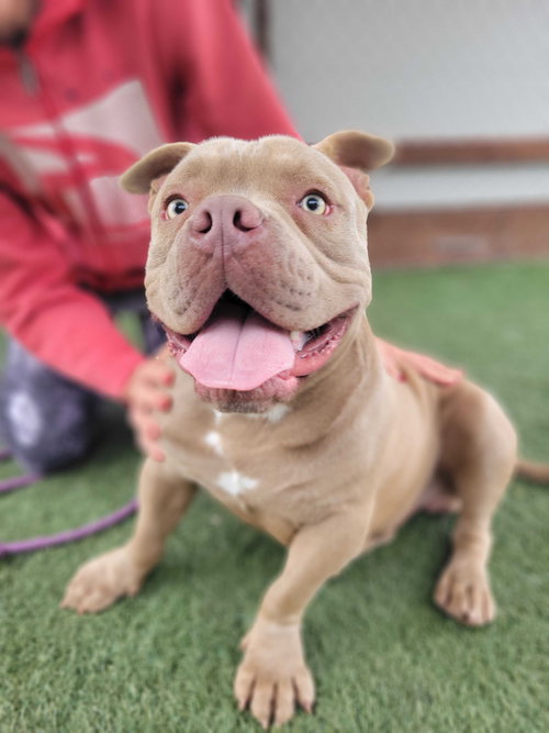 Benny, an adoptable Pit Bull Terrier in San Francisco, CA