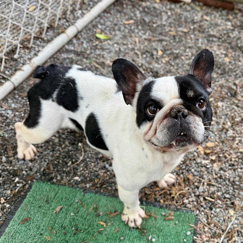 Rico Sauve, an adoptable French Bulldog in San Francisco, CA
