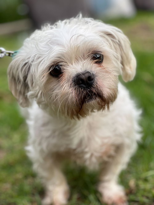 Richard, an adoptable Poodle in San Francisco, CA
