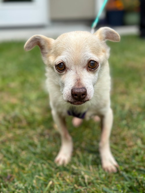 Vanilla Ice, an adoptable Chihuahua in San Francisco, CA