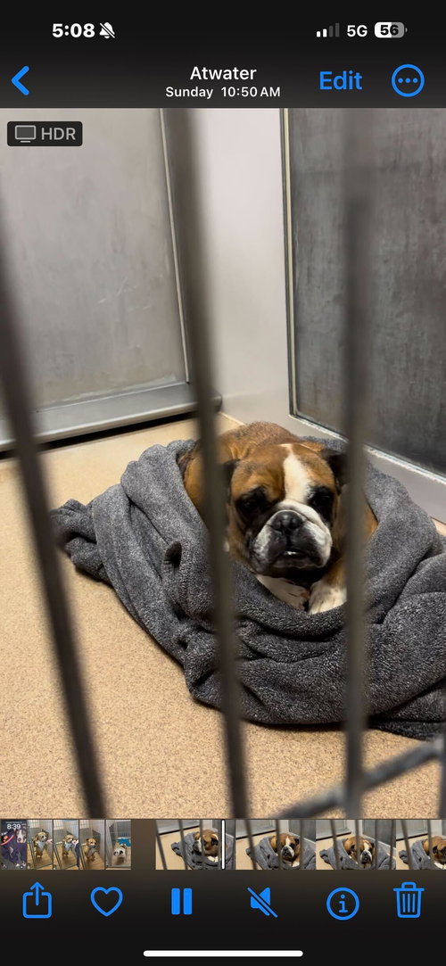 Nessie, an adoptable English Bulldog in San Francisco, CA