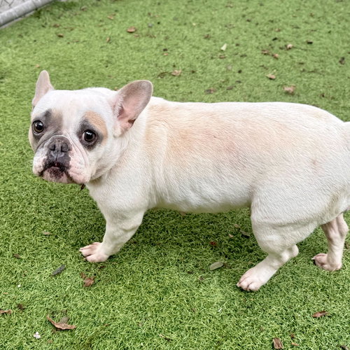 Blue Diamond, an adoptable French Bulldog in San Francisco, CA