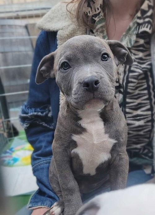 Hank, an adoptable Pit Bull Terrier in San Francisco, CA