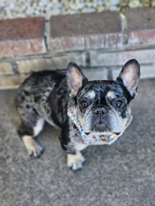 picture of the dog needing adoption