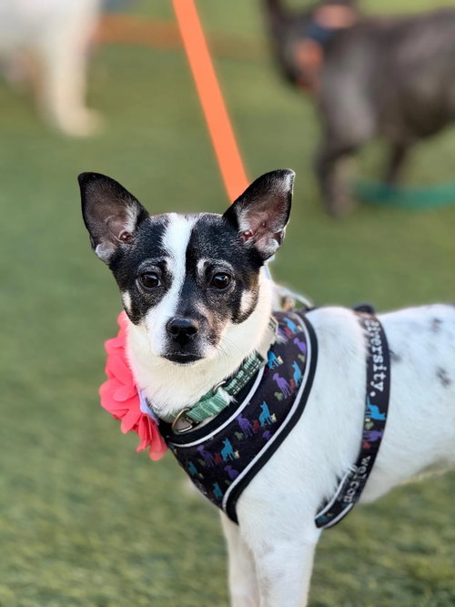 picture of the dog needing adoption