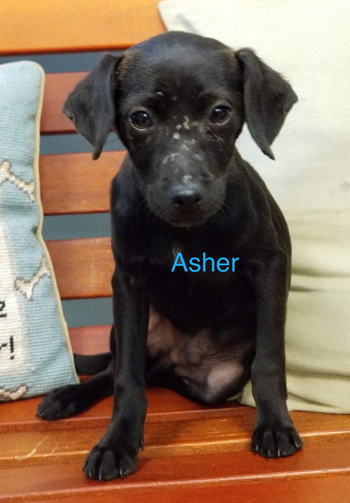 Asher