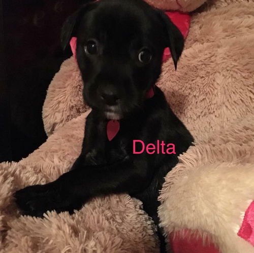 Delta