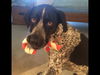 Cooper