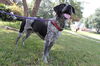 Cooper
