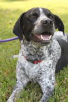 Cooper