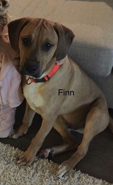 Finn