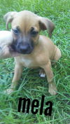 Mela