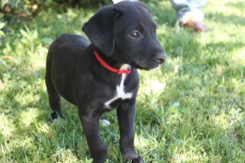Tillie
