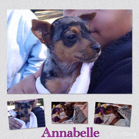 Annabelle