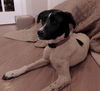 Oreo - Courtesy post