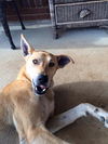 Buddy