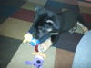 Otto **courtesy post**
