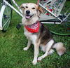 Gypsy **courtesy post**