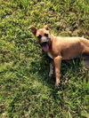 Brandy