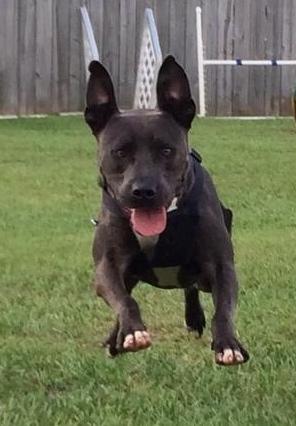 Bruce